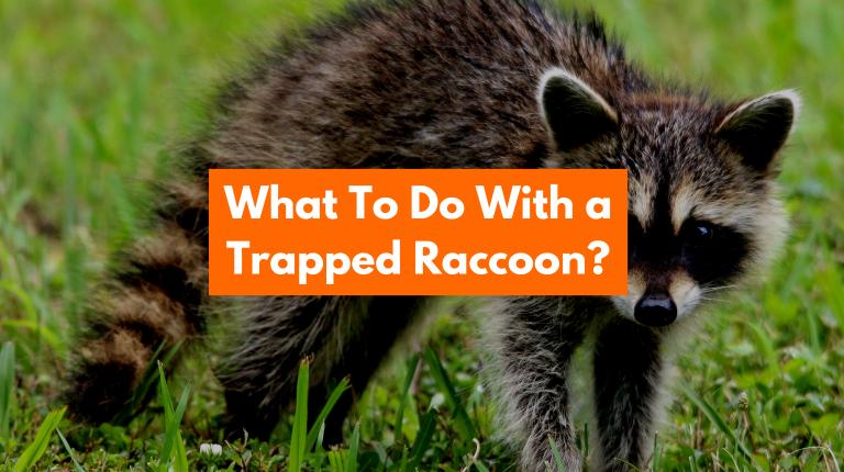 What To Do With a Trapped Raccoon? (Trap And Relocate)