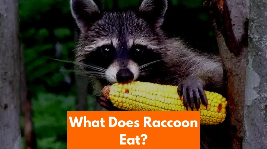 what does raccoon eat