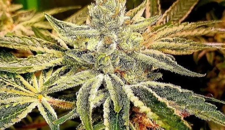 Copycat Genetics